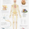 The Nervous System Laminated Poster