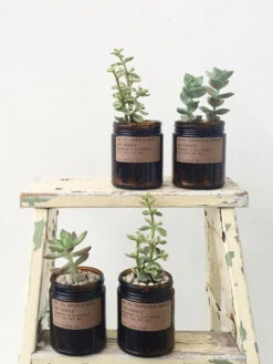 P.F. Candle Co 7.2oz Soy Candle - Sweet Grapefruit -Clothing Shop plant4 111dd55f 23bf 4663 bc5e da308dc64390